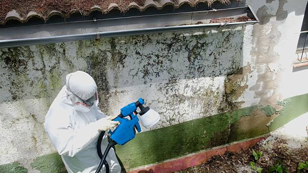 Top rated local Crawl Space Mold Removal specialists in Redmond, WA